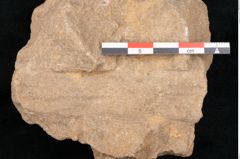 Foto (Detailansicht) von Trigonocarpus sp.  (NHMW-GEO-2024-0188-11148)
